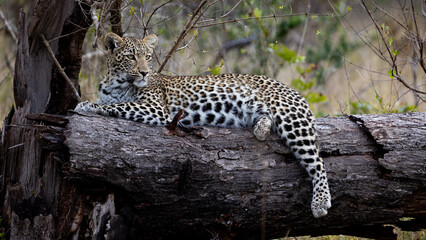 Young leopard cub resting on a dead tree