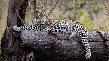 Young leopard cub resting on a dead tree