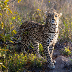 Fototapeta na wymiar leopardess on the move in the bushveld