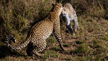 Obraz premium playful leopard cub and mother