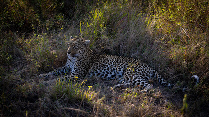 Leopardess was seen on an African safari