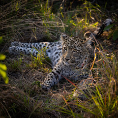 Leopard cub making eye contact