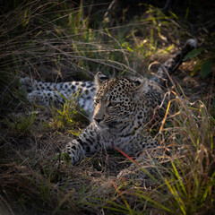 Leopard cub making eye contact