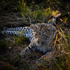 Leopard cub making eye contact