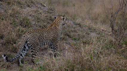 leopardess on the move in the bushveld