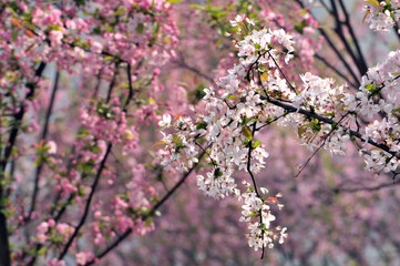 Obraz na płótnie Canvas Pink cherry flower blossom