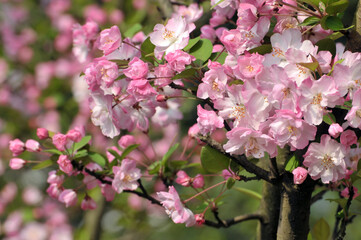 Pink cherry flower blossom