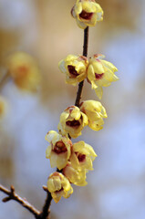 blossoming plum blossom in spring	
