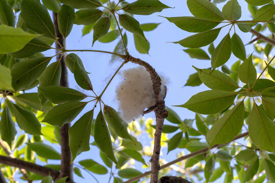 Bombax ceiba (cotton tree) branches with opened fruit and seeds against the blue sky. Israel