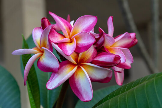 Plumeria rubra flowers pink, yellow and white tropical fragrant flower blooms on a tree. Aromatherapy spa