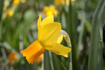 Fototapeta premium Close-up of a blooming yellow daffodil in the park.