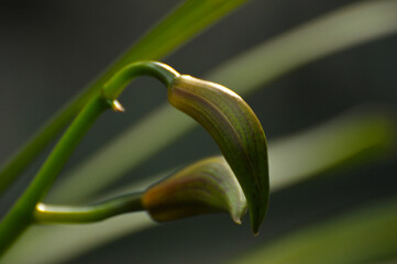Closeup of Orchid flower