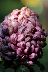 blossoming chrysanthemum