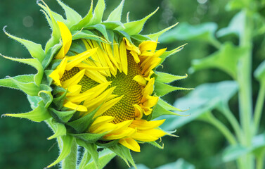 Close-up of a sunflower at the very beginning of flowering.