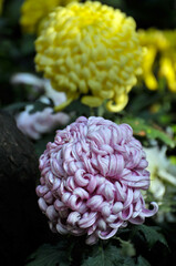 blossoming chrysanthemum