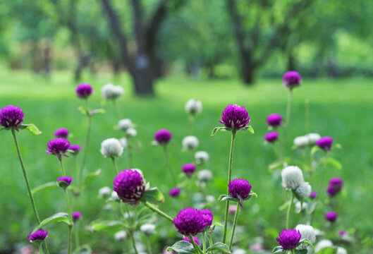 Gomphrena globosa flowers blooming in spring season. Amaranth, Makhmali and Vadamalli. Purple flowers in the garden.