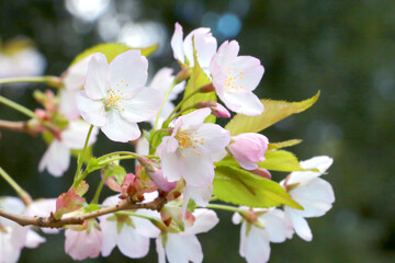 Young cherry or plum branches bloom in the garden in spring.