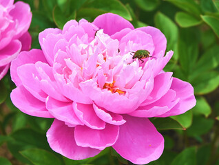 牡丹の花とハナムグリ