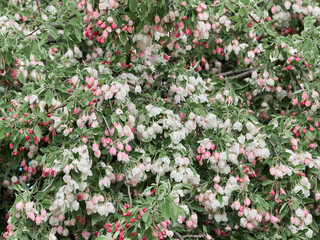 Fototapeta premium Blooming apple tree. Vibrant spring bloom.
