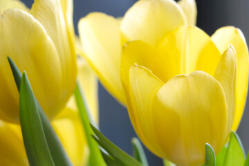 Naklejka premium Yellow bouquet of fresh blooming tulips. Fresh flowers.