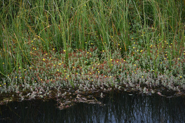 Marsh flowers on Bodmin Moor