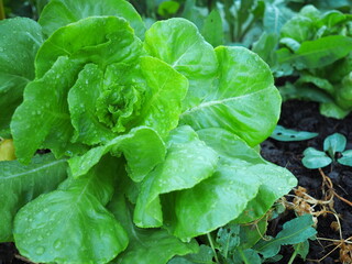 Lechuga procedente del cultivo ecológico para alimentacion vegetariana y vegana, 