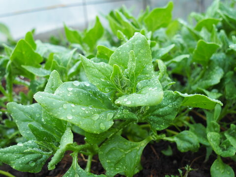 espinacas cultivadas en ecol&oacute;gico cultivo para comoda vegetariana y vegana