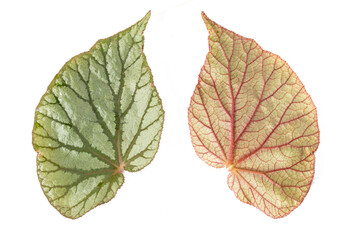 Begonia leaf front and back, isolated on white background