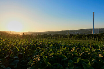 Coal power station not active. Harvested crop field and chimney at sunset. Phase-out of nuclear and...