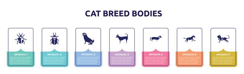 cat breed bodies concept infographic design template. included chrysomela, pollen beetle, pug, chihuahua, dachshund, bulterrier, toyger cat icons and 7 option or steps.