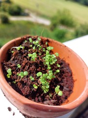 Thymiansaat Keimlinge frisch aufgegangen im Blumentöpfchen