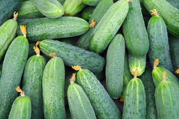 Background of freshly picked cucumbers covered with pollen. The concept of agriculture.Natural and healthy organic food for people, vegetarians.Harvesting in the greenhouse.Sale of vegetables