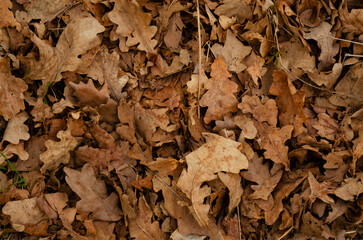 beautiful autumn background from fall oak leaves. bright oak leaves natural autumn texture. fall season backdrop for design.