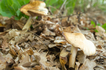 One oiler mushroom in dry leaves. Autumn concept background of food