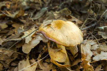 One oiler mushroom in dry leaves. Autumn concept background of food