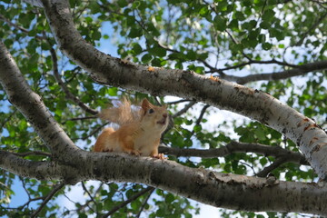 Naklejka na ściany i meble Squirrel jumps on a tree, Polar Alpine Botanical Garden, Murmansk region, Russia