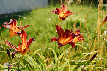 Naturgarten © Red Tiger Design