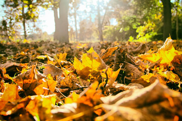 Yellow  leaf on the ground in autumn sunlight