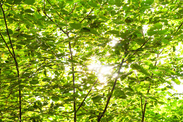 Sonnenstrahlen durch Baumkrone im Wald |  Waldspaziergang in Neuss