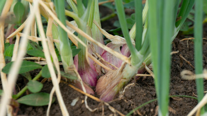 Shallots enter the harvest season, looking lush and weighty. Intercropping method for better yield