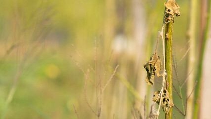 The dry, wilted stems of chili plants lack water and nutrients. Infertile soil makes plants difficult to grow