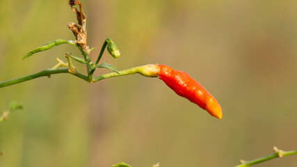 Cultivated across Southeast Asia, it is used extensively in many Asian