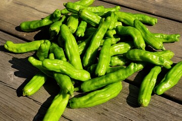 夏野菜　収穫　シシトウ
