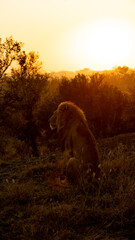 Sunrise with a mature male lion