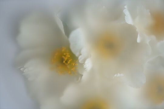 Close-up, blur floral background with white peony flowers on white background with art filter.