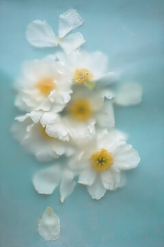 Defocused floral background with white peony flowers on a blue background with an art filter