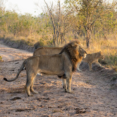 a lion pride following a buffalo herd
