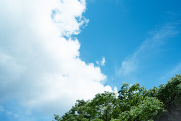 夏の空と緑