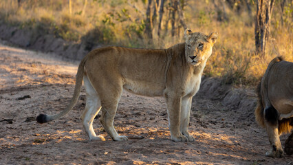 Fototapeta na wymiar a big lioness in the wild