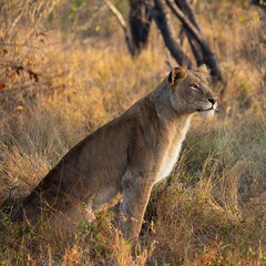a big lioness in the wild